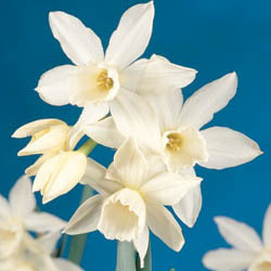 Daffodils classification, Daffodils types, Daffodils Groups, Narcissus classification, Narcissus types, Narcissus Groups, Narcissus Divisions, Daffodils Divisions